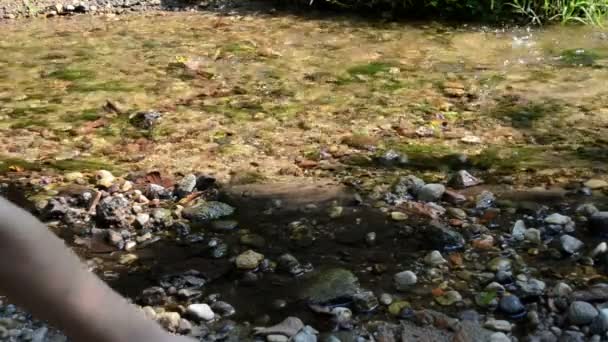 Rzut kamieniem strumień wody — Wideo stockowe