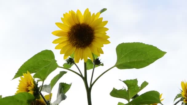 Girasol cielo blanco — Vídeo de stock