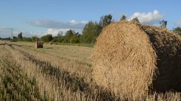 Rolki pole słomy beli — Wideo stockowe