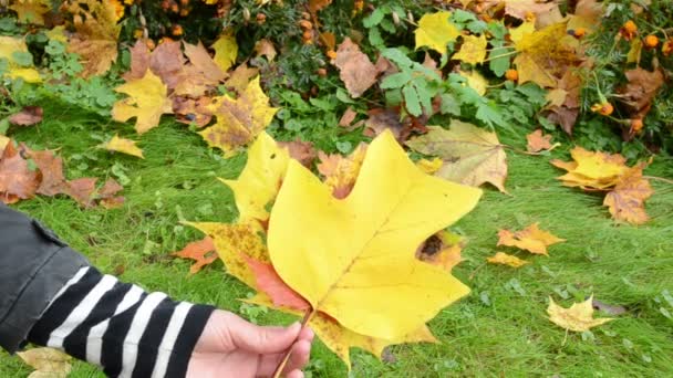 Mano prendere spettacolo scegliere vari colori belle foglie dell'albero di autunno — Video Stock
