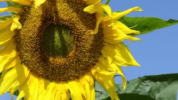 Zbliżenie żółty słonecznik głowa błękitne niebo — Wideo stockowe