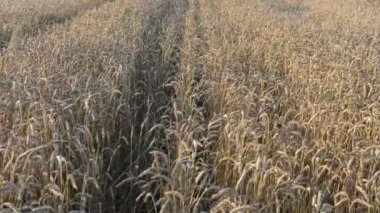 taze sürülmüş alana leylek