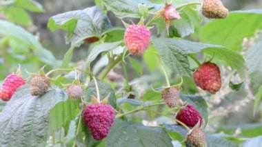 dal ahududu taşımak Rüzgar