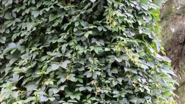 Creeper bindweed tree — Stock Video