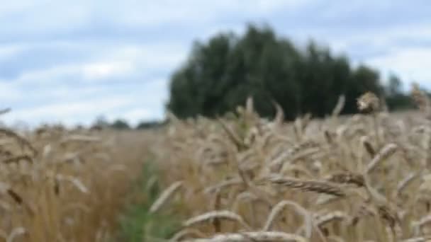 Walk ripe wheat field — Stock Video
