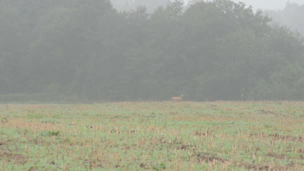 Las mgła dziki sarna — Wideo stockowe