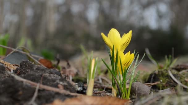 Sáfrány crocus bloom — Stock videók