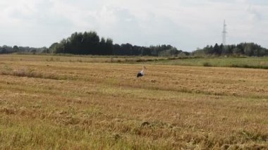 Leylek göz gıda alan