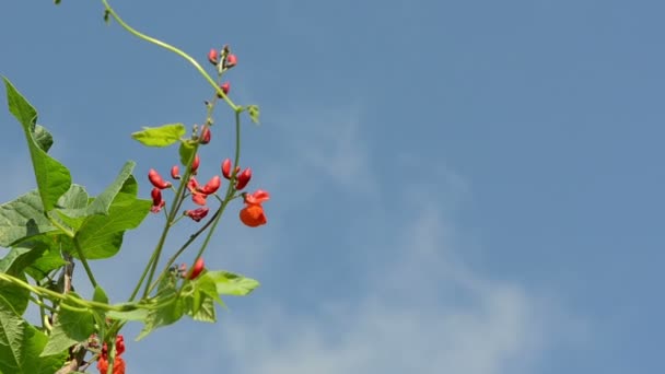 Flor de haba roja mover cielo — Vídeos de Stock