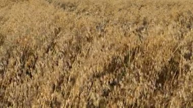 closeup yulaf alan sonbahar