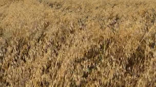 Closeup oat field autumn — Stock Video
