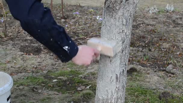 Körsbärsträdet rentvå — Stockvideo