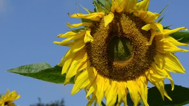 Cabeza de girasol cielo azul — Vídeos de Stock