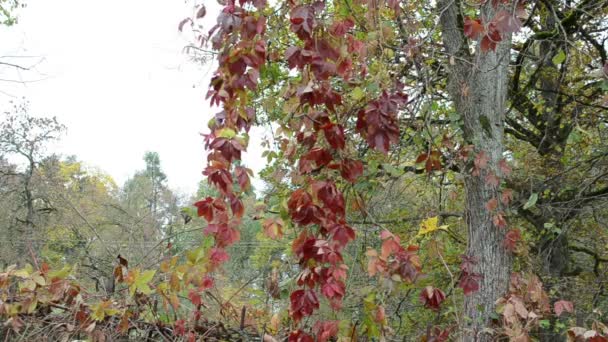 Planta trepadora colorida — Vídeo de stock