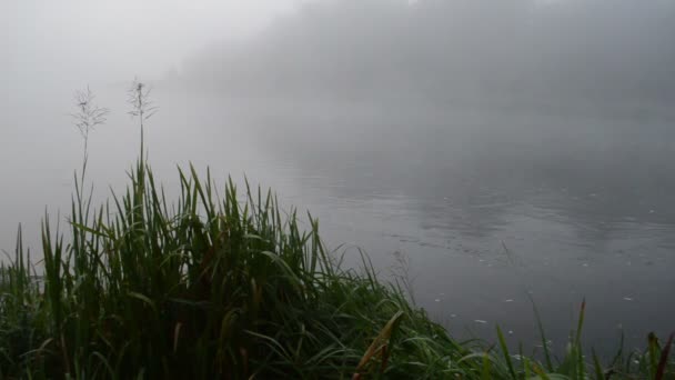 Río flujo niebla niebla flora — Vídeo de stock