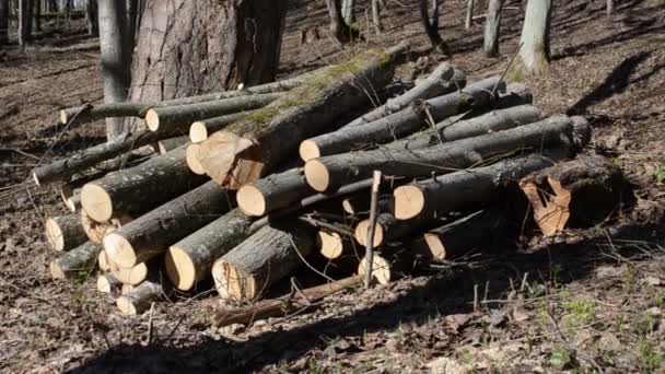 Forest deforestation area — Stock Video