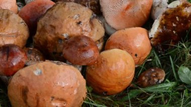 yığın mantar kırmızı kap