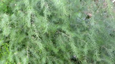 kuşkonmaz saparma bitki