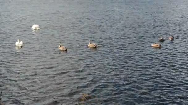 Lac de famille des oiseaux cygnes — Video