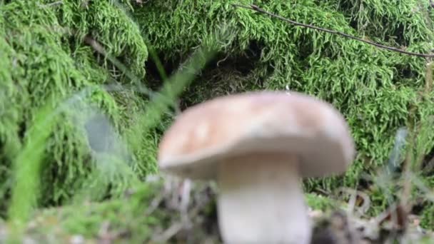 Blur cep mushroom moss — Stock Video