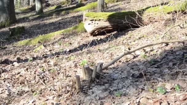 Fallit mossiga trädstammar — Stockvideo