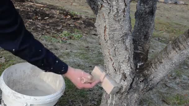 庭師ホワイティング ツリーφθινόπωρο υποκατάστημα βελανιδιά — ストック動画
