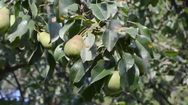 Pear tree fruit wind — Stock Video