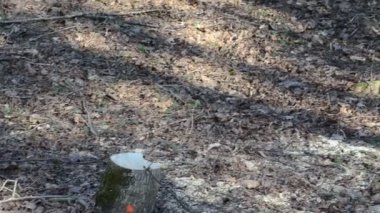 güdük günlükleri orman kesme