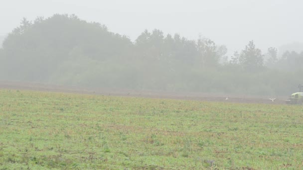 Plow field stork fog — Stock Video