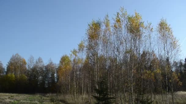 Brzoza liść drzewa jesienią — Wideo stockowe