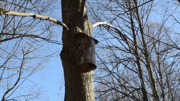 Nesting box hanging — Stock Video