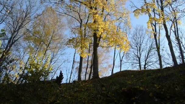 Árboles de color otoño colina — Vídeos de Stock