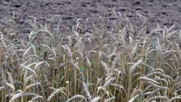 Campo arado de trigo maduro — Vídeo de Stock