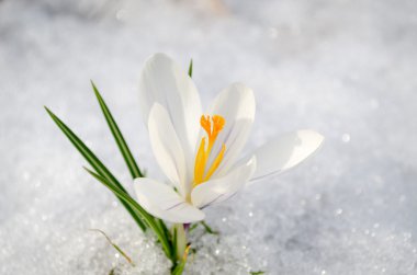 Safran bitkisi beyaz bahar bloom closeup karda