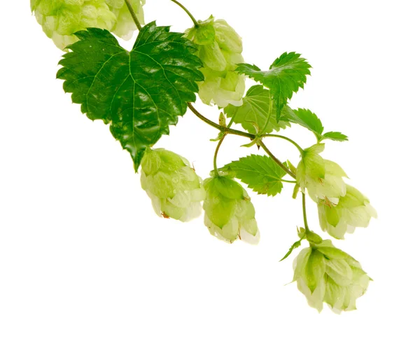 ホップ植物自然ビール成分分離白 — ストック写真
