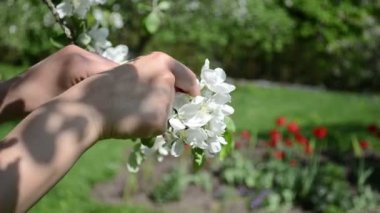 kadın bloom elma ağacı