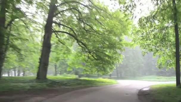 Niebla densa parque árbol coche — Vídeos de Stock