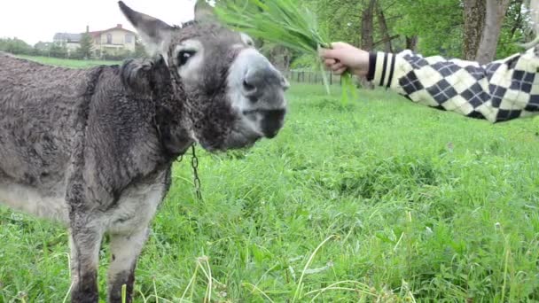 Mujer burro alimentación hierba — Vídeos de Stock