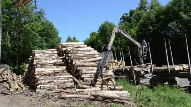 Man load log transport — Stock Video