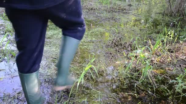 Слизові болото — стокове відео
