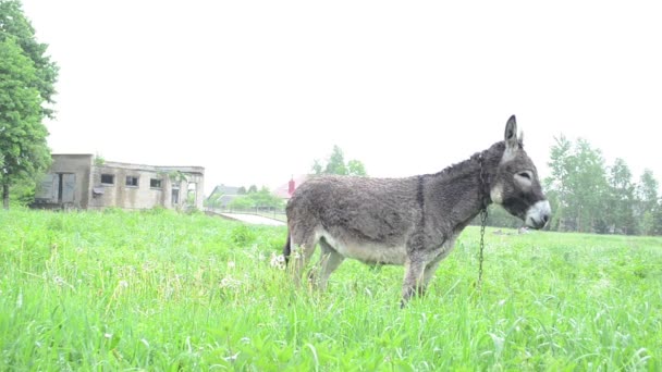 Donkey betar betesmark regn — Stockvideo