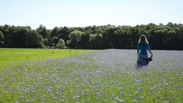 Ragazza campo fiordaliso — Video Stock