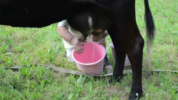 Campesino mano leche vaca — Vídeos de Stock