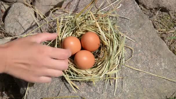 Hand samla ägg boet — Stockvideo