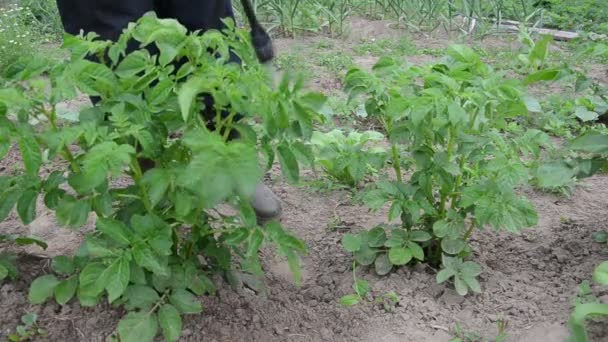 Farm worker spray plant — Stock Video