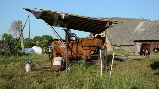 Leiteira máquina de leite vaca — Vídeo de Stock