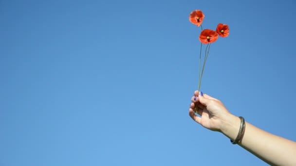 Mano amapola cielo azul — Vídeos de Stock