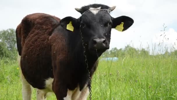 Stier grazen gras gadfly — Stockvideo