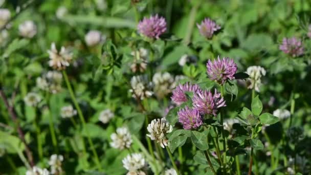 Plantes de trèfle rosée 