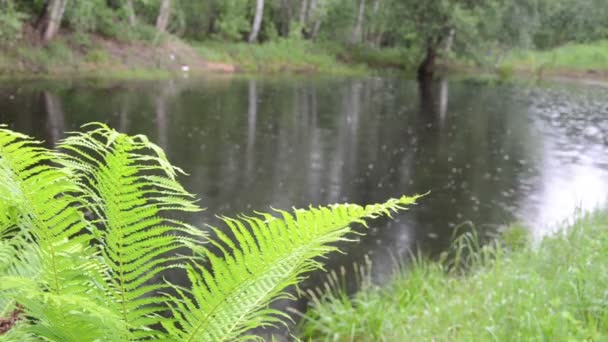 Gotas de lluvia del estanque — Vídeo de stock